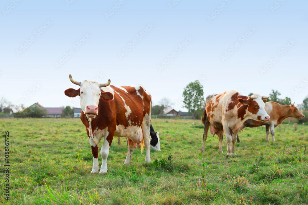 Beautiful cows grazing on green grass outdoors Beautiful cows grazing on green grass outdoors