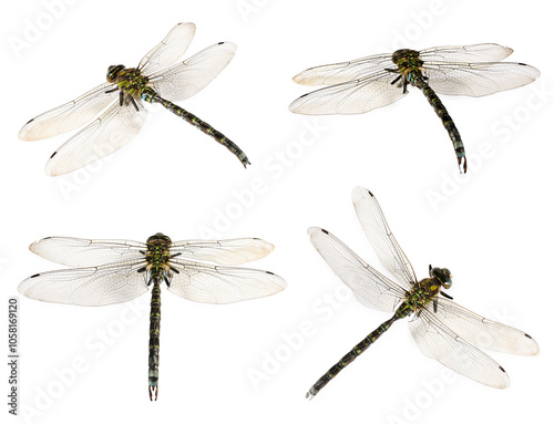 Dragonfly isolated on white, collage. Flying insect