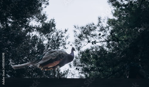 Peacock on the tree