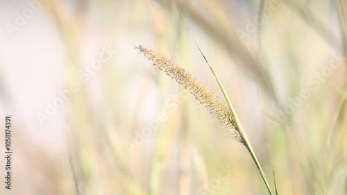 Close up of grass flower in garden with bokeh background.