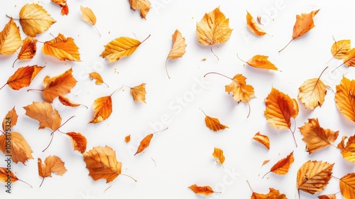 Autumn Leaves Falling on White Background.