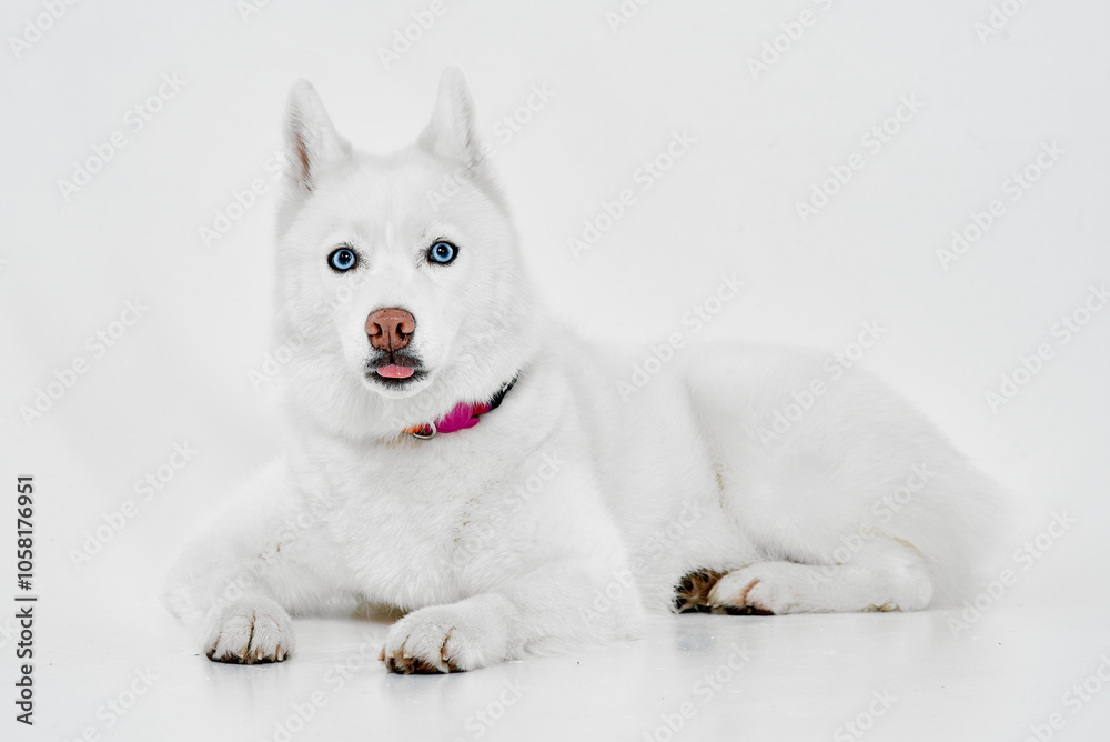 White Husky Sticking Out Tongue with Blue Eyes White Husky Sticking Out Tongue with Blue Eyes