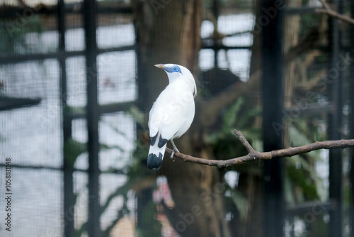 White Bird With Blue Eyes Called Bali Myna Stand on Branch Against Big Bird Aviary Background photo