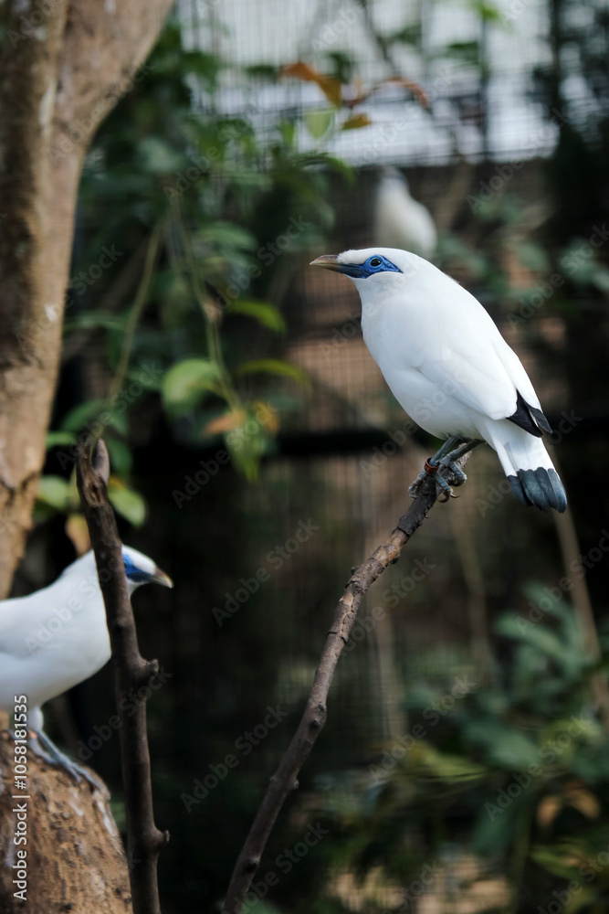 Group of White Bird WIth Blue Eyes Stand on Branch Against Nature Background Group of White Bird WIth Blue Eyes Stand on Branch Against Nature Background