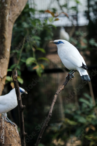 Group of White Bird WIth Blue Eyes Stand on Branch Against Nature Background photo