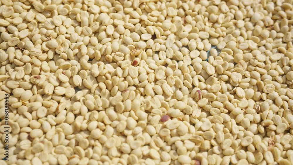 Farm worker removing Arabica coffee berries beans shell on shelling machine. Farmer growing organic robusta and arabica coffee crop plant in natural field. Coffee beans processing industry concept. Farm worker removing Arabica coffee berries beans shell on shelling machine. Farmer growing organic robusta and arabica coffee crop plant in natural field. Coffee beans processing industry concept.