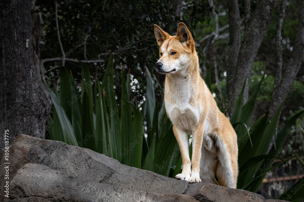 Australian Dingo resting on a log Australian Dingo resting on a log