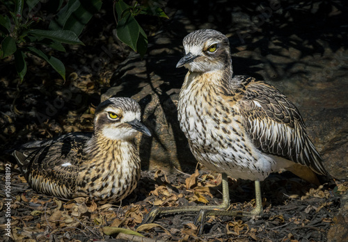 Bush stone-curlew birds nesting photo