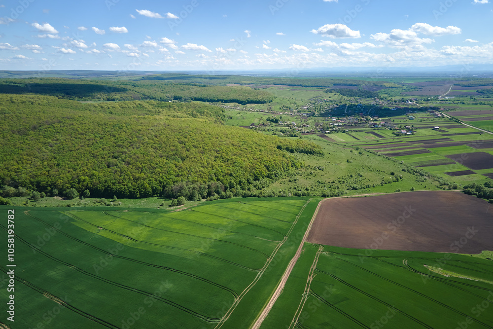 Fototapeta premium Agricultural cultivated field in summer season with growing crops. Green farm fields. Farming and agriculture industry