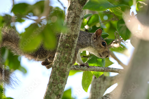 Beautiful wild gray squirrel eating nuts on a tree in summer town park