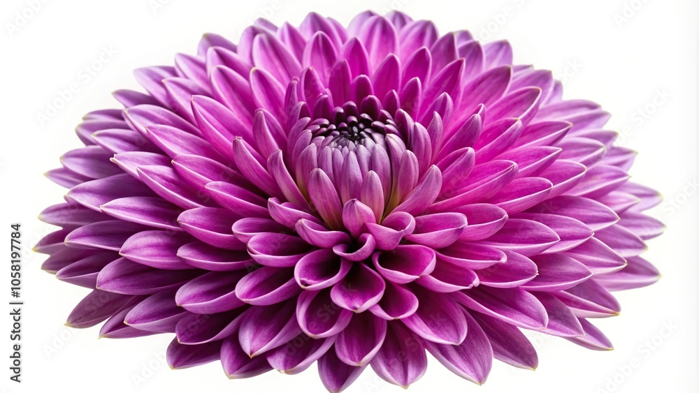 Purple chrysanthemum flower on white background closeup Purple chrysanthemum flower on white background closeup