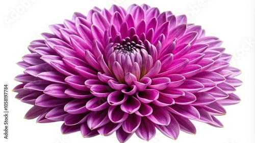 Purple chrysanthemum flower on white background closeup