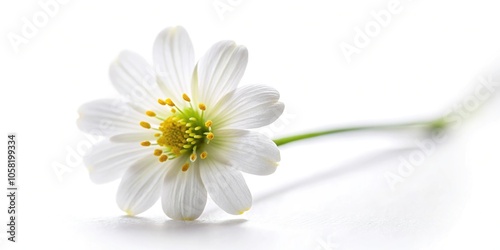 Small and delicate white wildflower isolated on white background with shallow depth of field