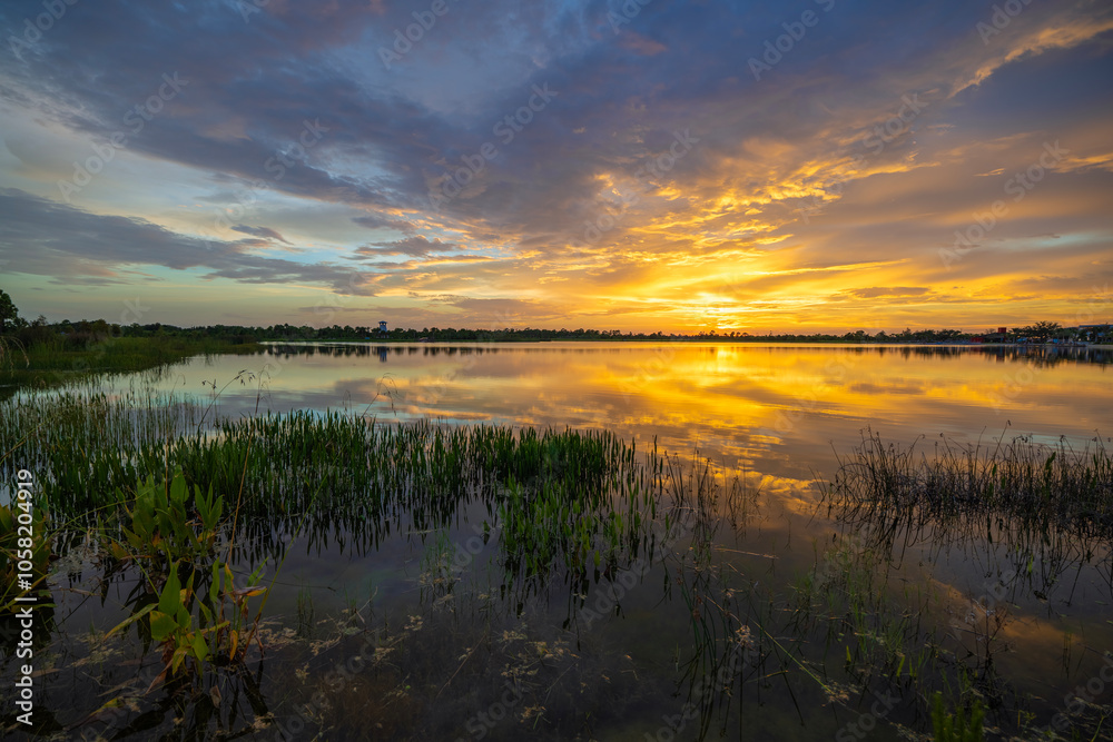 Evening landscape of Florida wetland flora. Lake water in southern tropical swamp at sunset Evening landscape of Florida wetland flora. Lake water in southern tropical swamp at sunset