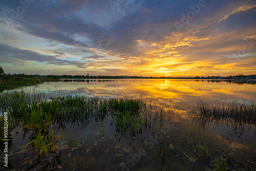 Fototapeta Naklejka Na Ścianę i Meble -  Evening landscape of Florida wetland flora. Lake water in southern tropical swamp at sunset