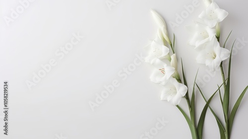 Elegant white gladiolus flowers on textured white background – minimalist floral composition featuring sword lilies in a clean and aesthetic layout, perfect for cards and design projects