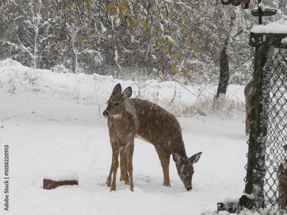 Winter Snack Winter Snack