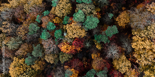 A top down shot of trees with strong fall colors of a German forest