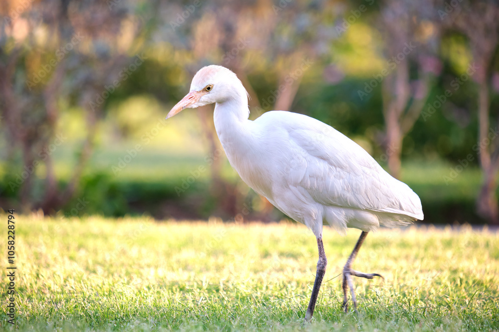 White cattle egret wild bird, also known as Bubulcus ibis walking on green lawn in summer White cattle egret wild bird, also known as Bubulcus ibis walking on green lawn in summer
