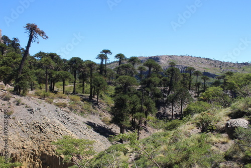 Landscape of the Argentine Patagonia with mountains, rivers and desert photo