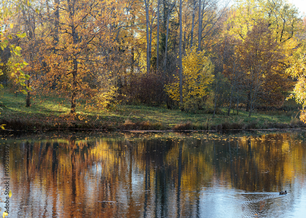 Autumn trees reflecting in calm water with a duck swimming. Nature landscape with fall foliage and still lake. Autumn trees reflecting in calm water with a duck swimming. Nature landscape with fall foliage and still lake.