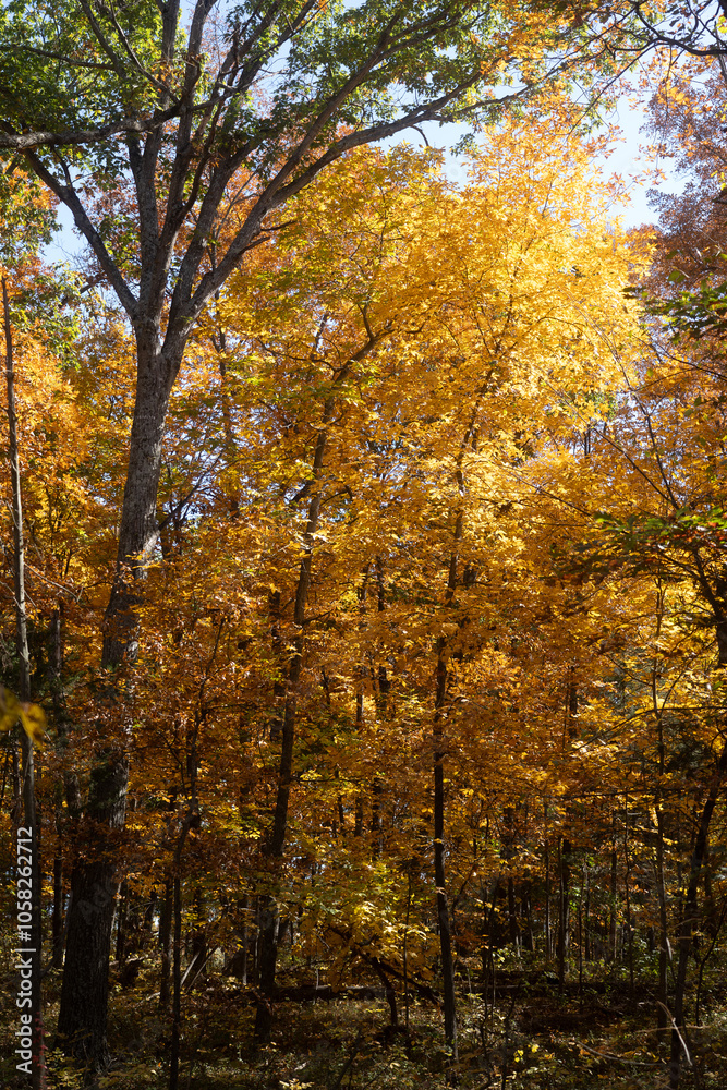 Fototapeta premium autumn trees in the park