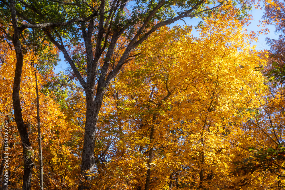 autumn trees in the park autumn trees in the park