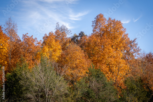 autumn trees in the park