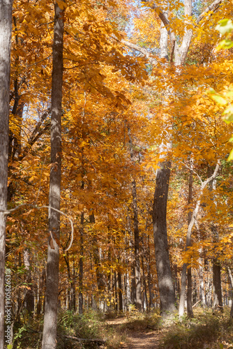 autumn trees in the park