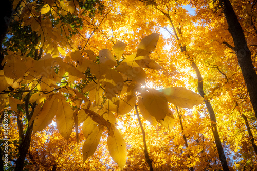 autumn trees in the park