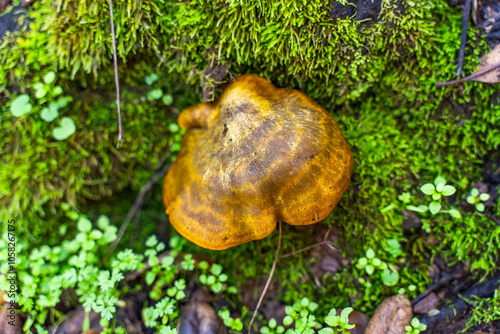  Close-up of Phaeolus schweinitzii (Dyer's polypore)  photo