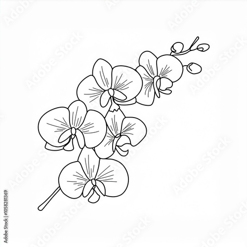 orchid hand drawn outline black linear illustration isolated on white