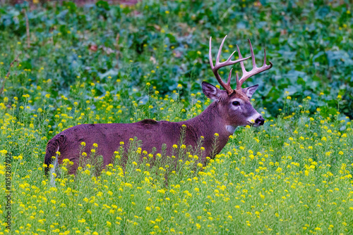 Whitetail buck deer (Odocoileus virginianus) in a weedy green field during fall rut in Wisconsin photo