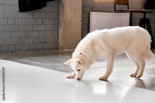 Curious White Husky Sniffing Studio Floor photo