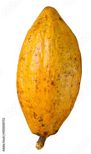 Yellow ripe cocoa fruit. closeup fresh yellow ripe cacao pod or cocoa fruit