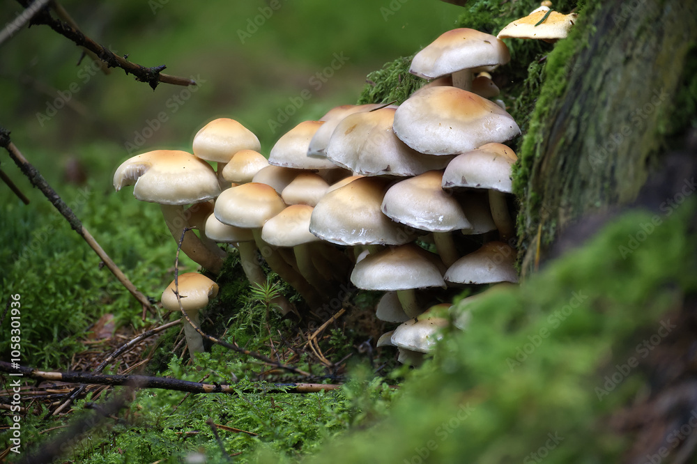 Cluster of Wild Mushrooms Growing in Lush Forest Environment Cluster of Wild Mushrooms Growing in Lush Forest Environment