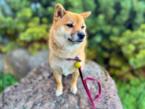 Wallpaper Mural Beautiful young red white japanese shiba inu dog sitting on a stone tile on background of green bushes and grass. High quality photo. Close up. Copy space Torontodigital.ca