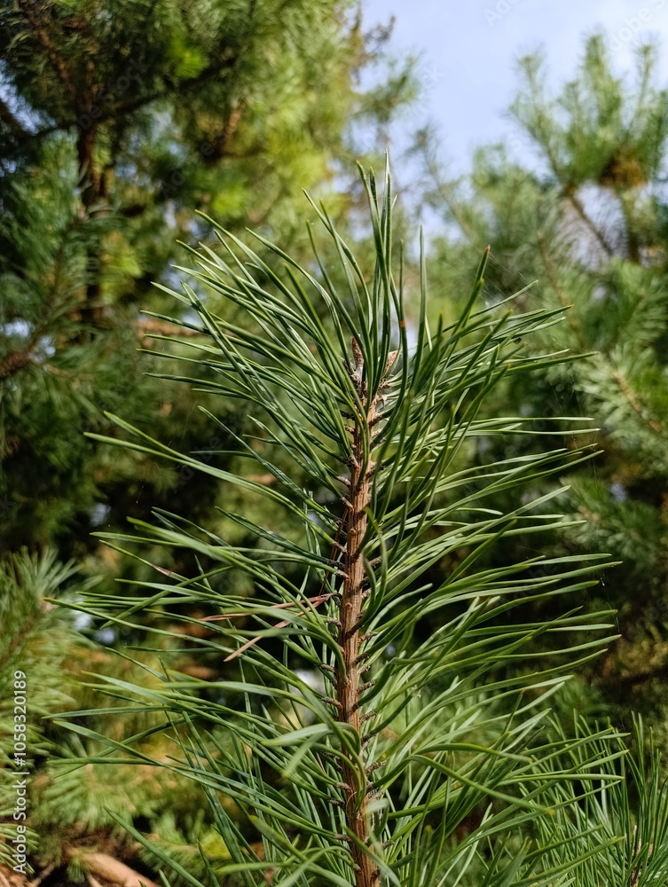 A close up of a pine tree in a forest A close up of a pine tree in a forest