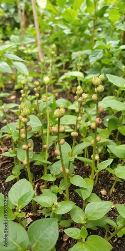 Coffee bean seedlings growing in beautiful green nature background, sprouts, countryside