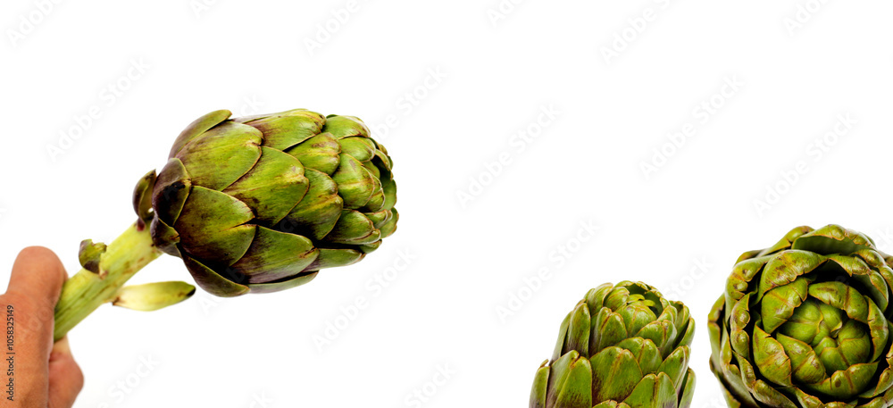 Obraz premium Purple artichoke on white background.