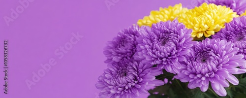 A vibrant bouquet of purple and yellow chrysanthemums against a purple background.