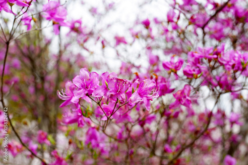 Rhododendron mucronulatum, Pink flowers blooming photo