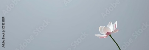 A minimalist photo of a single blooming flower against a stark white background, peaceful, calm