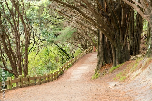 Pathway in Mount Victoria Park: Scenic Walkway with Natural Views photo