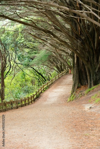 Pathway in Mount Victoria Park: Scenic Walkway with Natural Views photo