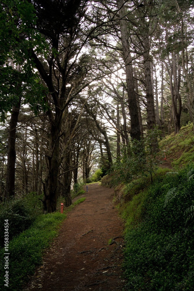 Naklejka premium Pathway in Mount Victoria Park: Scenic Walkway with Natural Views