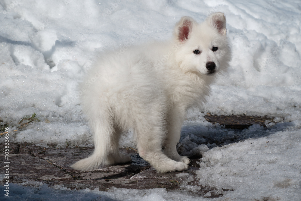 Fototapeta premium White Swiss Shepherd puppy walks along a stone-paved path covered with snow in winter.