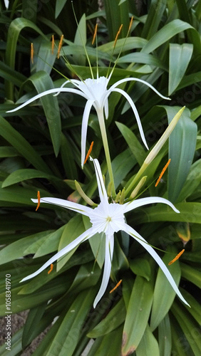 Hymenocallis speciosa, White flowers wiht green leave. photo