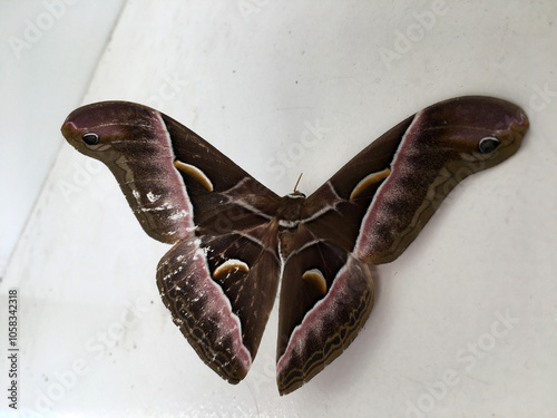 dead butterfly lies on a table, isolated against a white background.