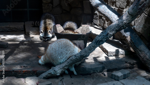 Ho Chi Minh City Zoo, Vietnam - October 26, 2024:The prisoner raccoon behind the fence at the zoo day outdoor nobody light at Ho Chi Minh City Zoo,VN